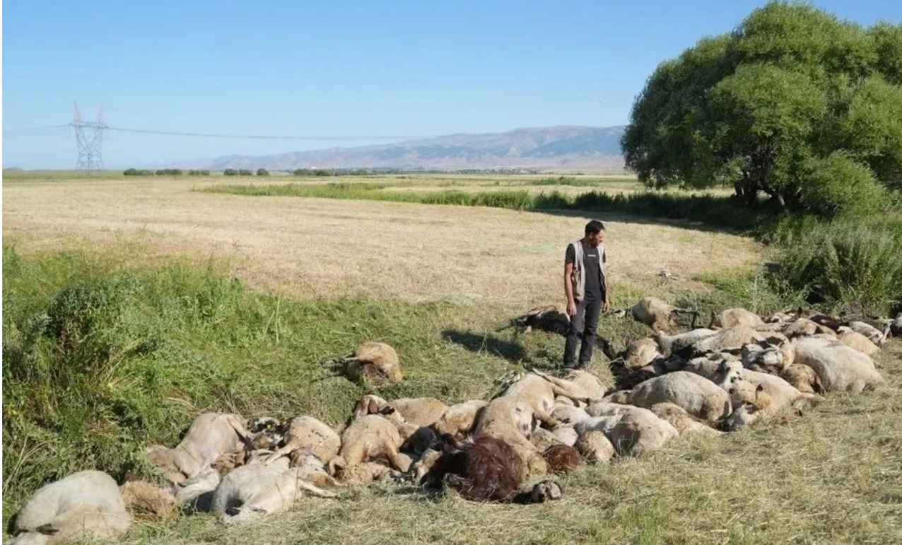 Birbirini ezen yaklaşık 150 koyun telef oldu
