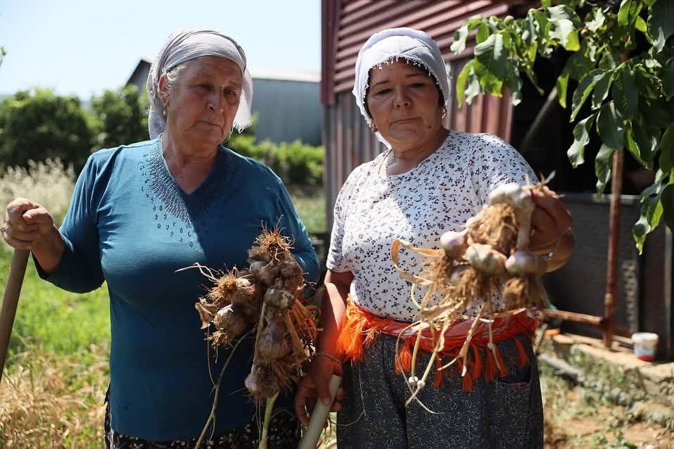 Ula Sarımsağı bölge ekonomisine katkı sağlıyor