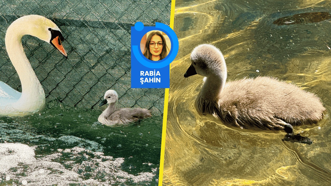 Kuğulu Park’ta heyecan ve bembeyaz bir ‘Hayal’