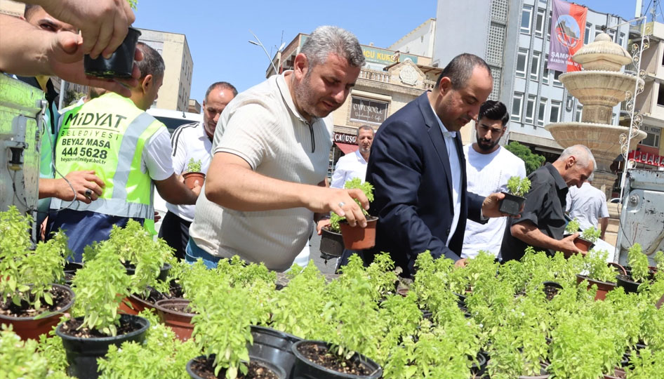 Mardin Midyat’ta fesleğen ve reyhan dağıtıldı