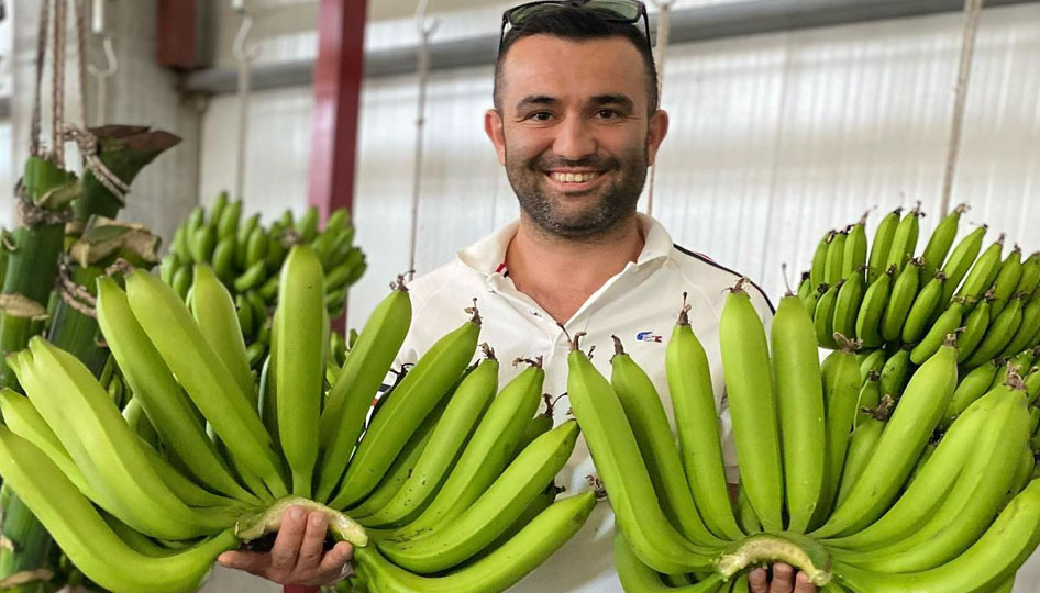 Serik’te yetiştirilen yerli muz, ithal ürünleri geride bıraktı