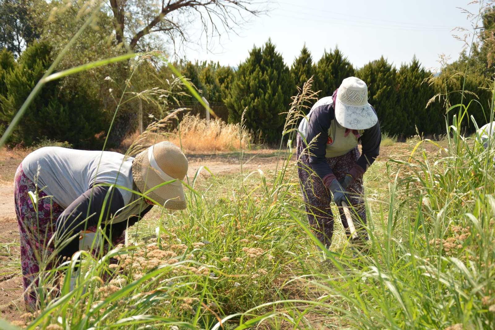 Balıkesir Büyükşehir Belediyesi, tarımı yerel tohumlarla gelecek nesillere aktarıyor