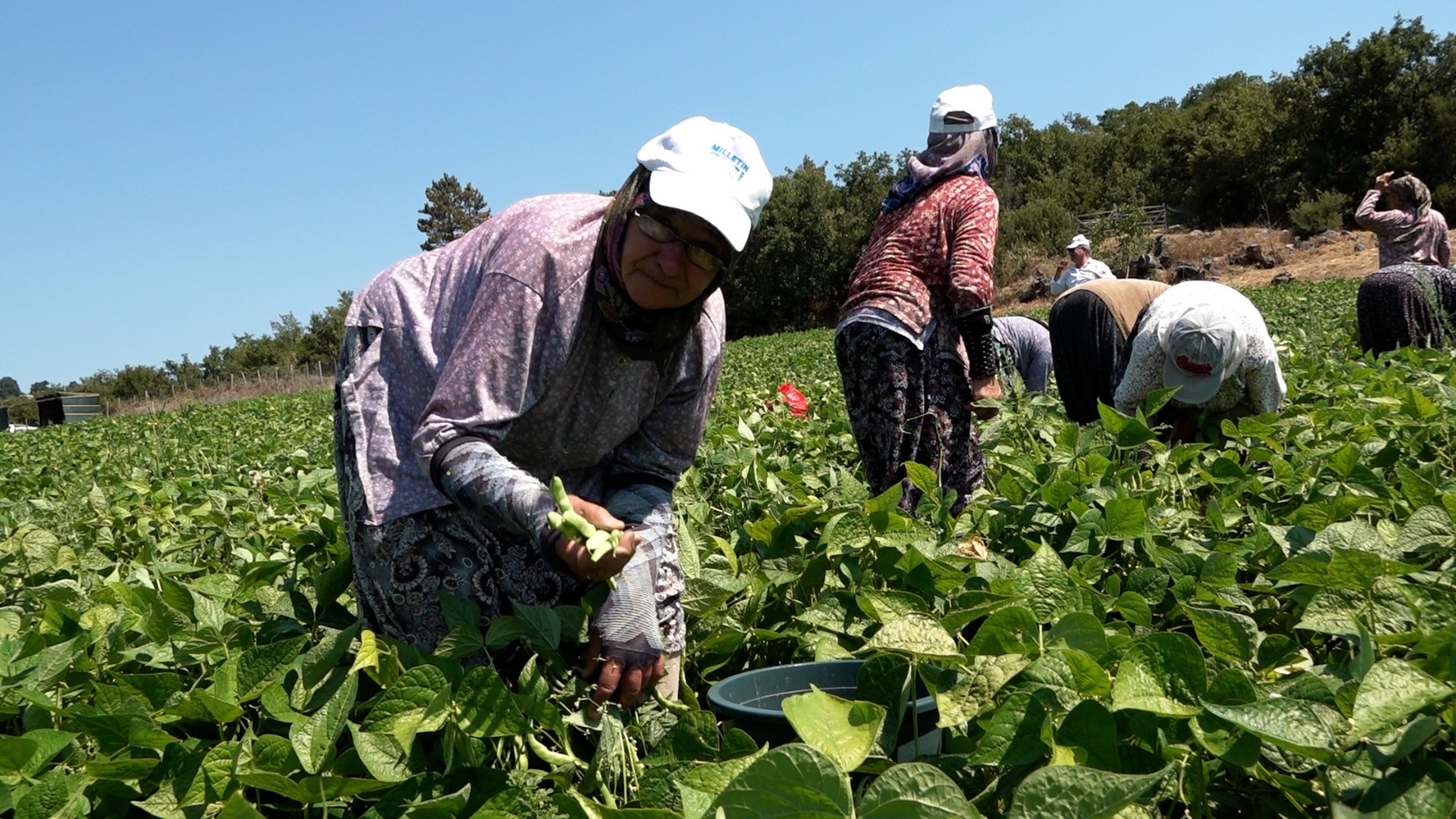 Balıkesir Büyükşehir'in dağıttığı tohumlar toprakla buluştu, verim çiftçinin yüzünü güldürdü