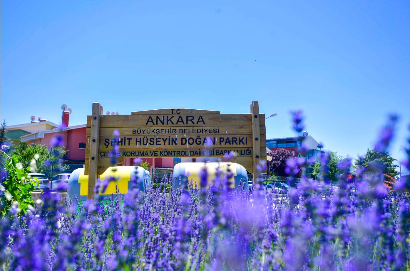 Başkent lavanta kokuyor