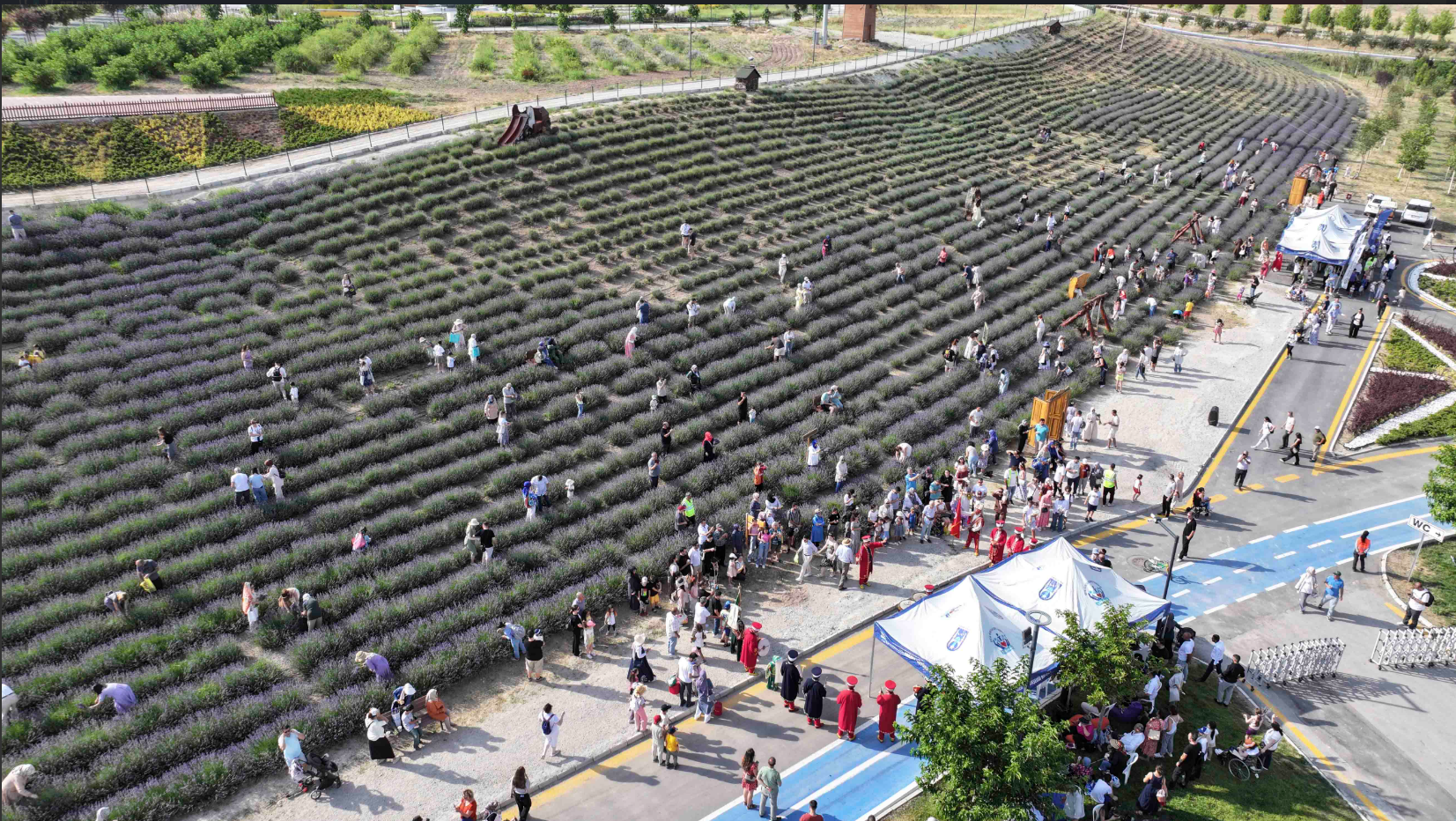 Ata Çiftliği'nde lavanta hasat şenliği