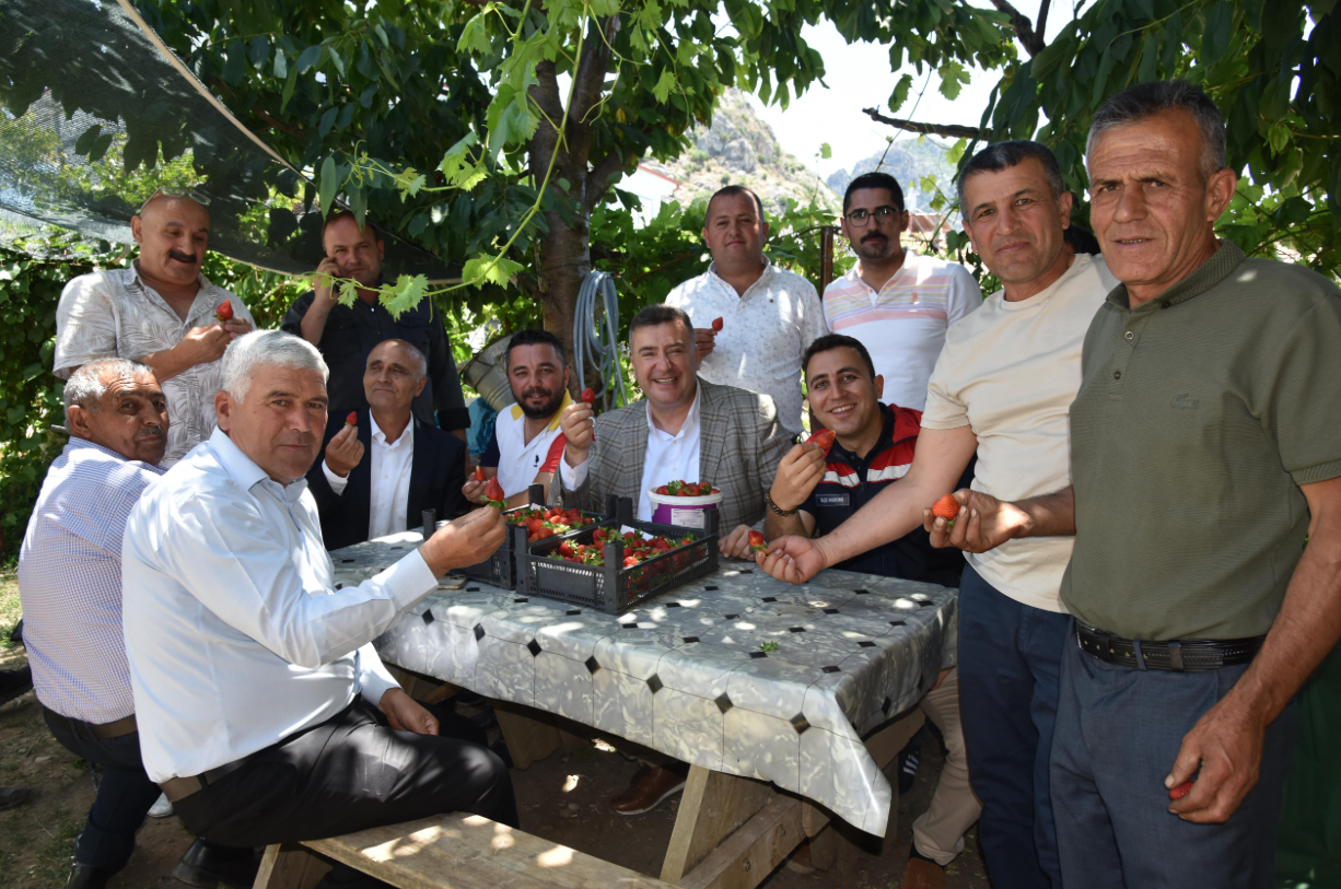 Eğirdir‘de topraksız toprakla çilek hasadı başladı