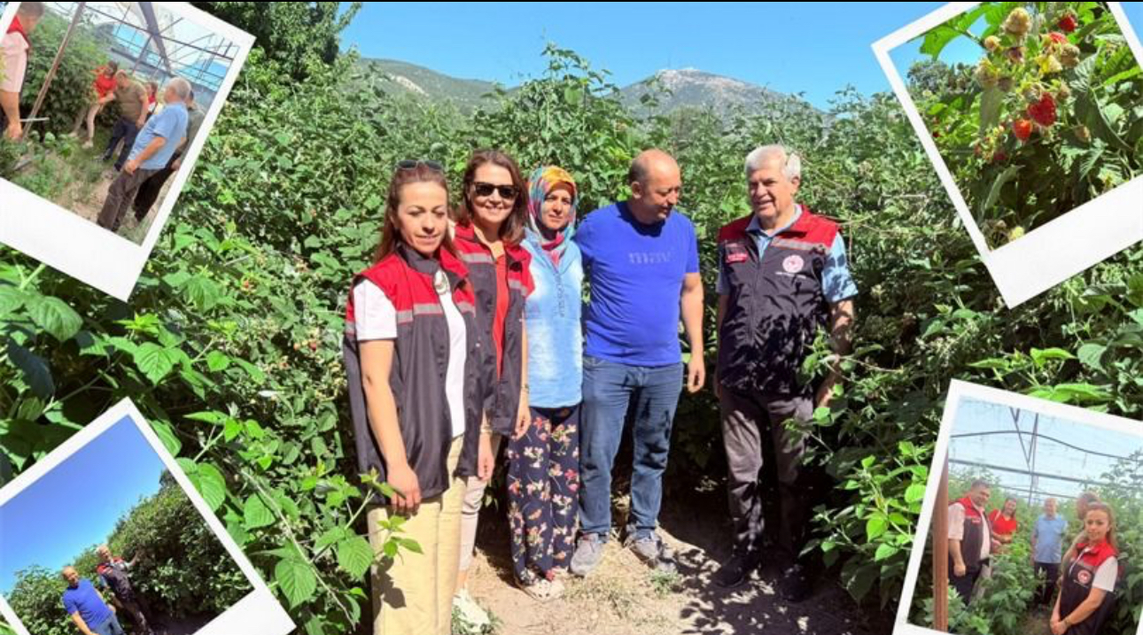 Isparta’da serada ahududu yetiştiriciliği denemesi yapıldı