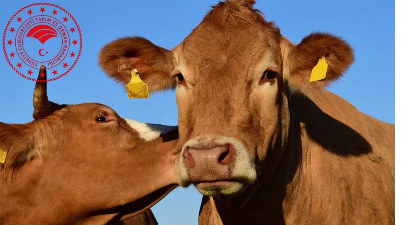 Bakanlıktan yapay et ve hayvan pazarı açıklaması: İddialar gerçeği yansıtmıyor
