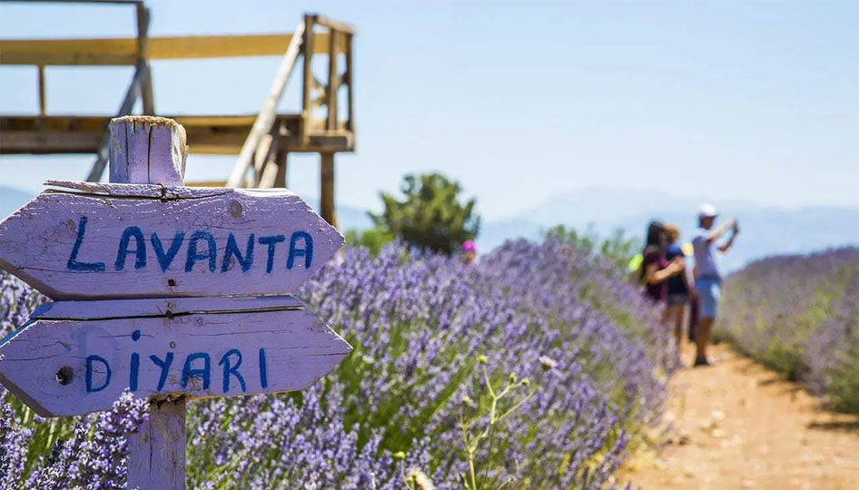 Lavanta kokulu başarı: Türkiye’nin mor altını Isparta’dan yükseliyor