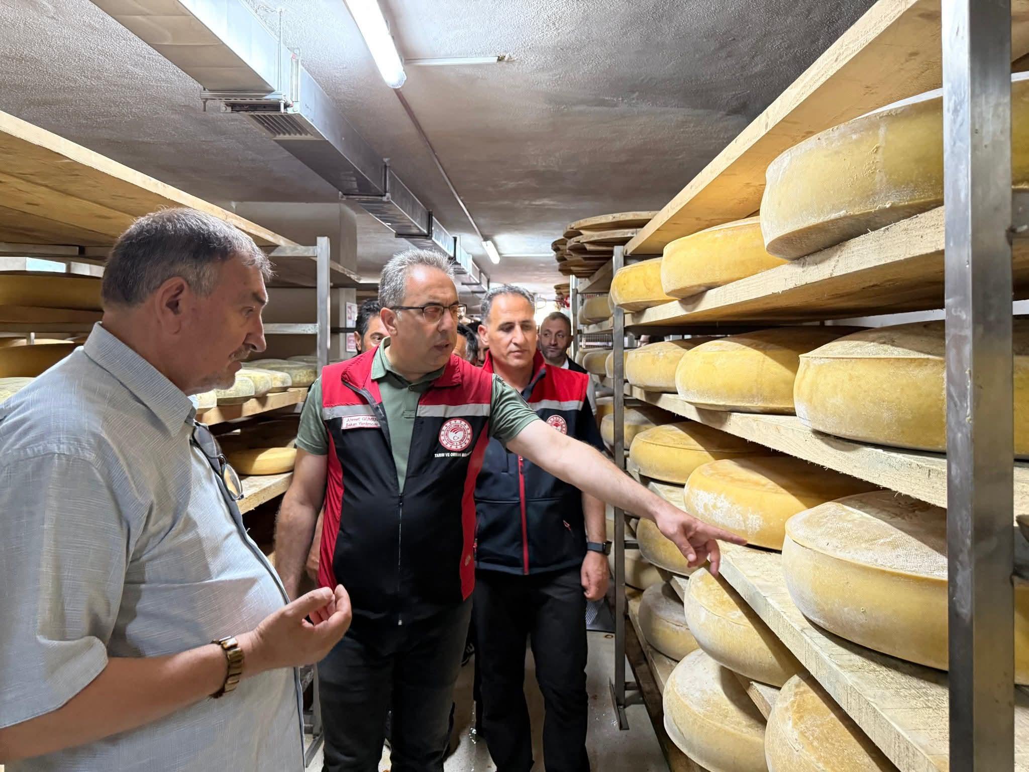 Boğatepe’de hayvancılık ve peynir yolculuğu: Geleneksel üretim yerinde incelendi