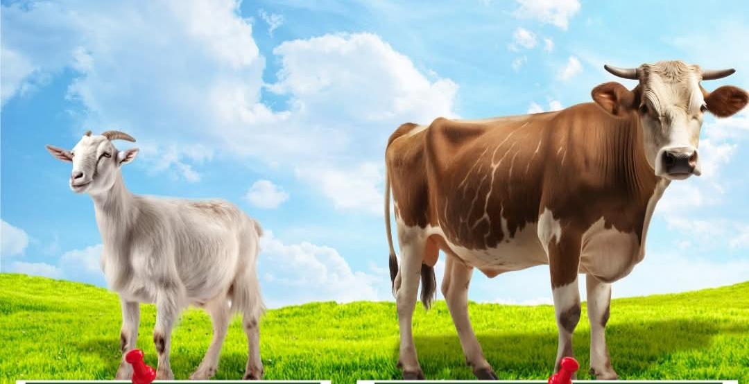 Yetiştiricilere duyuru: 2025 yılı birinci dönem hayvancılık desteklemesi başlıyor