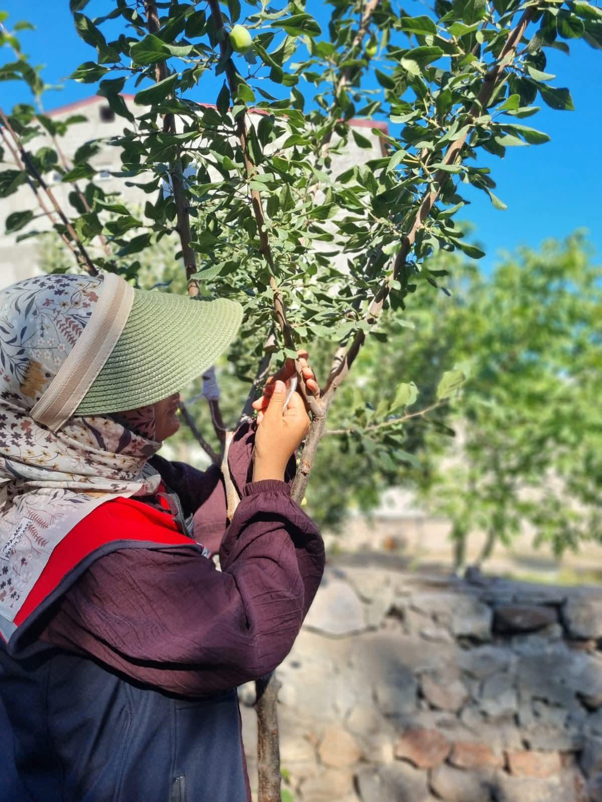 Digor’da meyve ağaçlarında aşılama çalışmaları başladı