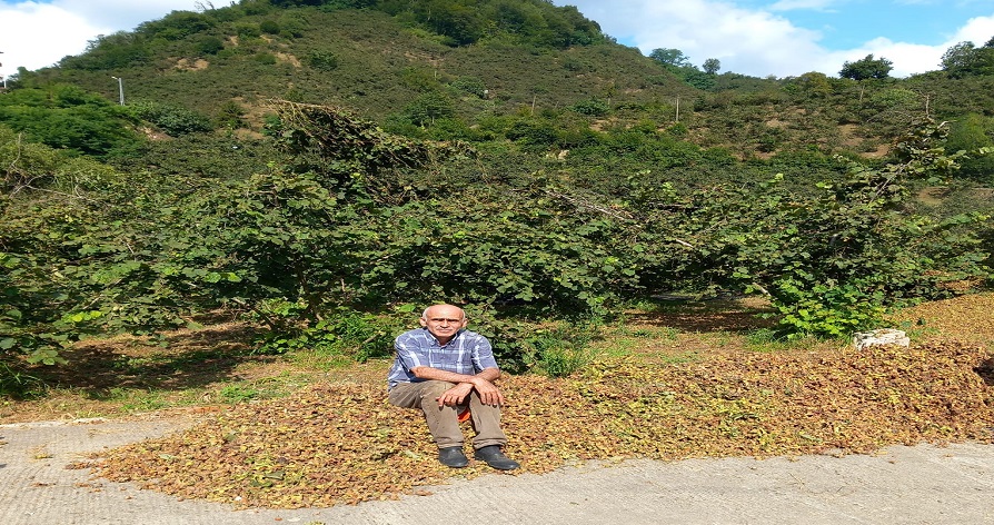 Giresun Ziraat Odası Başkanı Karan: Fındıkta rekolte düşük, fiyat 300 TL’yi görebilir