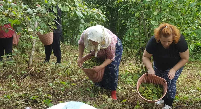 Giresun sahil kesimi bahçelerine giriş yaptı