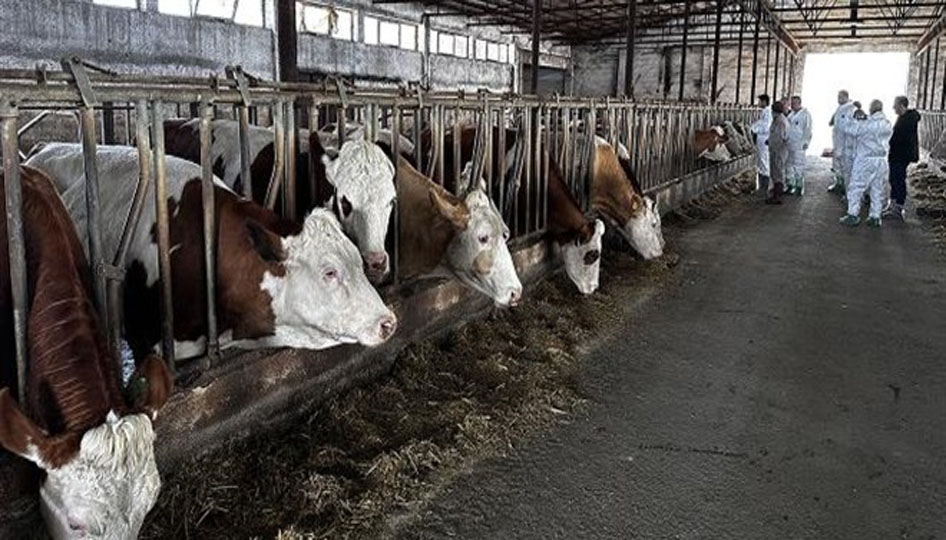 Şarkikaraağaç’ta şap alarmı