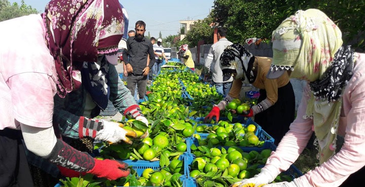 Hatay'da 'Erkenci mandalina' hasadı başladı