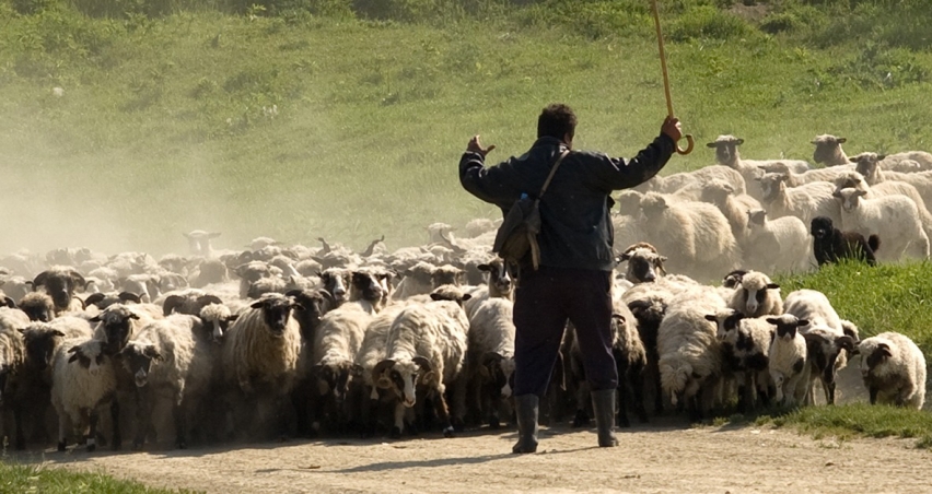 Hayvancılıkta Çalışma İzni Masada