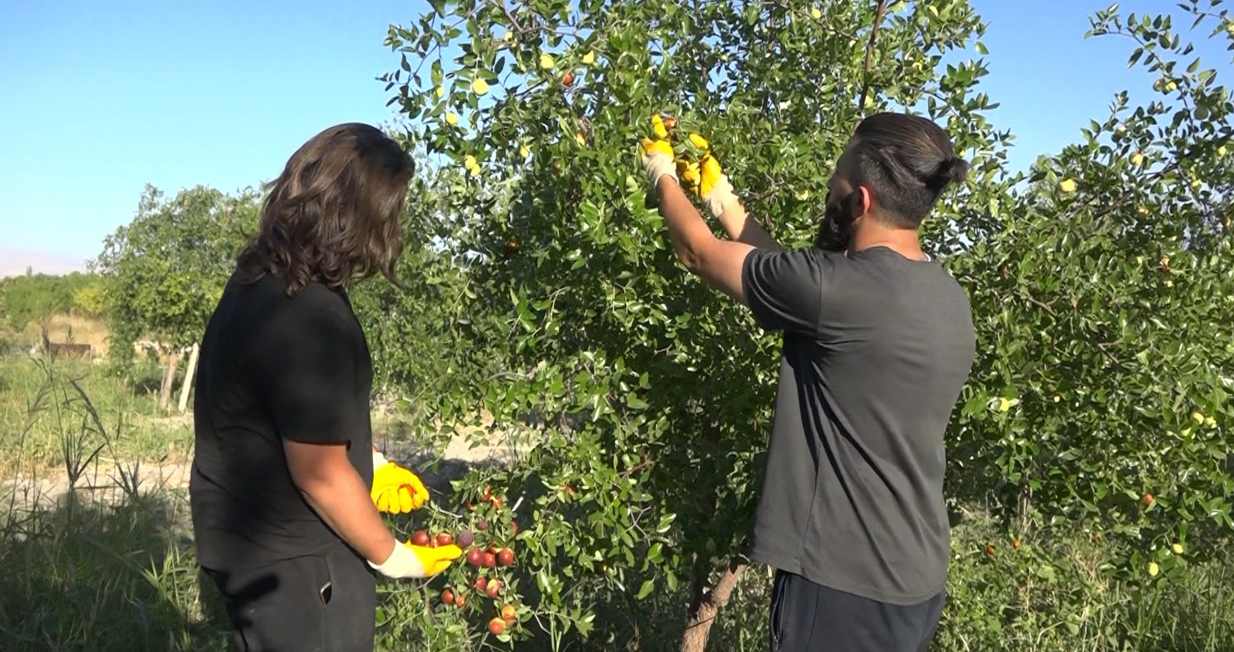 Tek ağaçla başladı, 8 dönümde Hünnap üreticisi oldu