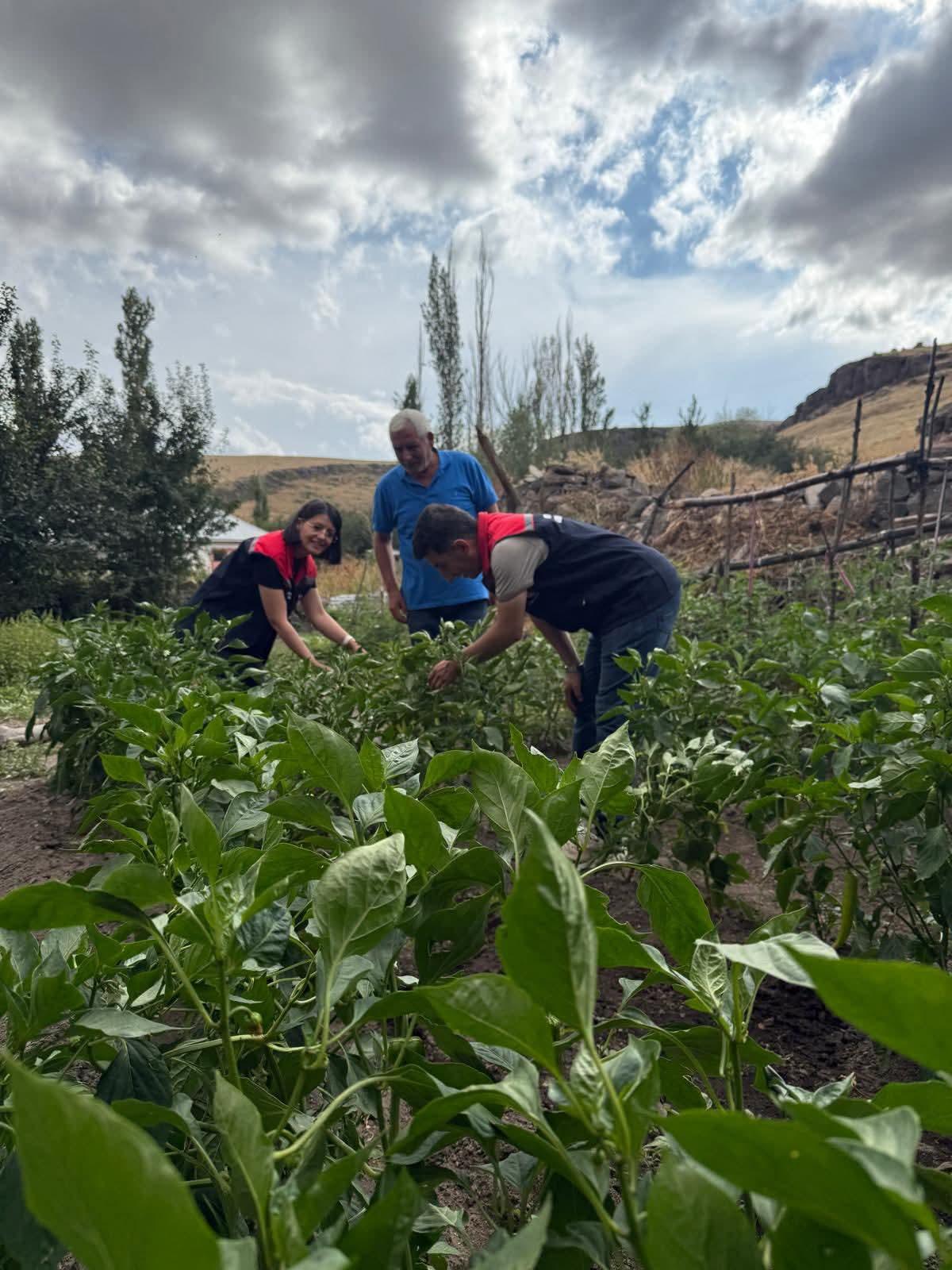 Kars’ta sebze fidesi dağıtımı projesi meyvelerini veriyor: Hasat tamamlandı