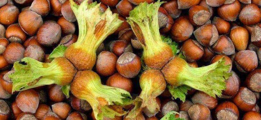 Fındık Fiyatı Psikolojik Eşiği Aştı