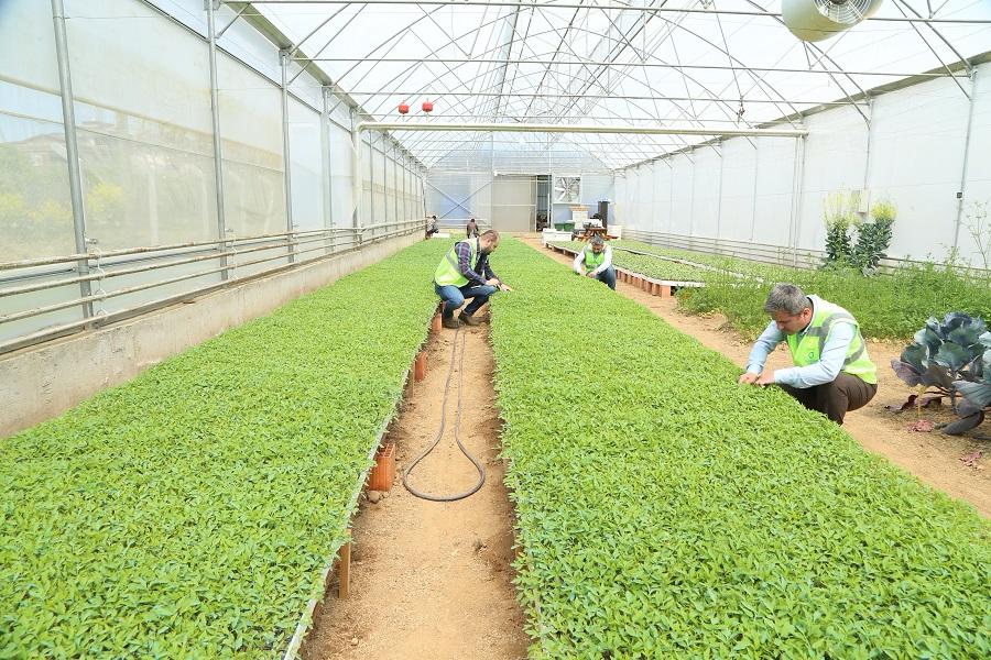 Ordu Büyükşehir desteklerle teşvik etti, vatandaş kendi sebzesini üretti