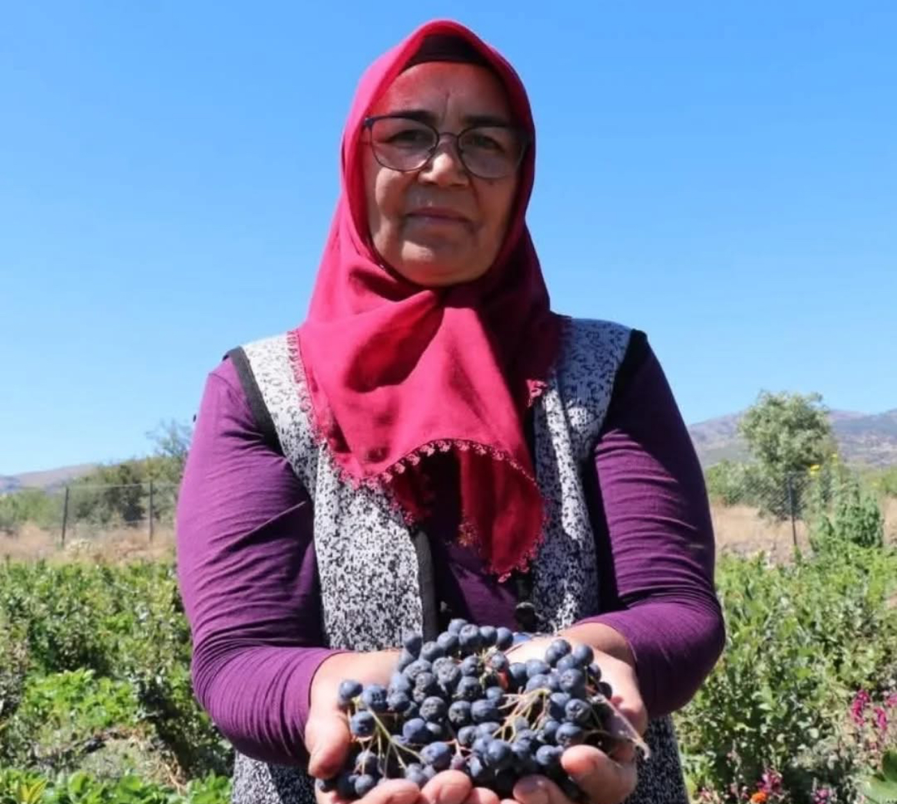 Köyüne döndü, "Aronya'yı" şifa için ücretsiz dağıtıyor