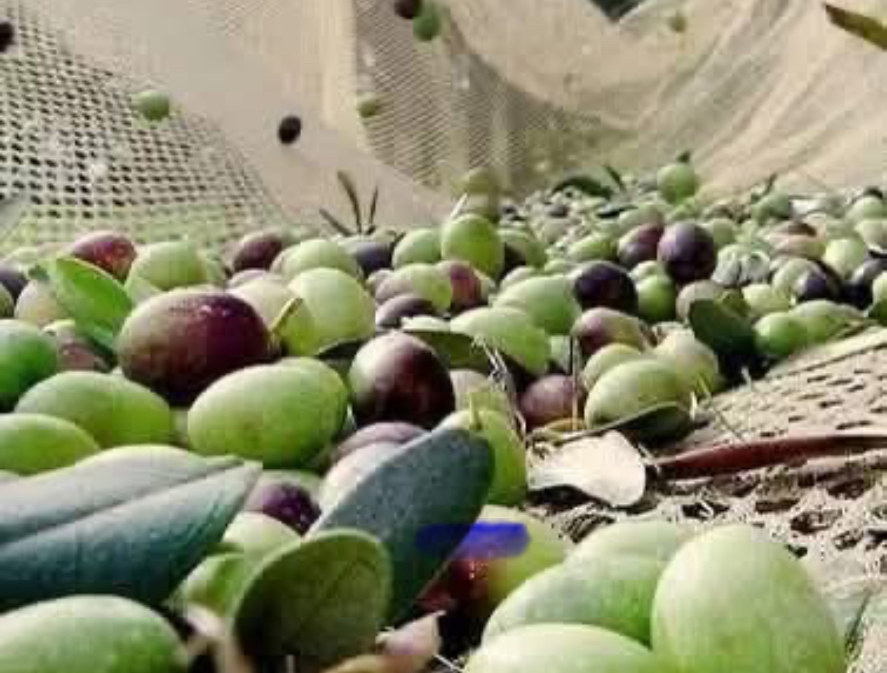 Zeytin dökülmelerine dikkat!