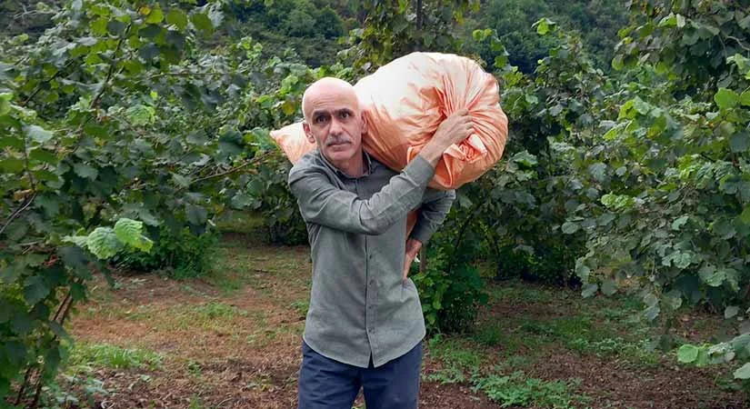 Fındık üreticisine kritik uyarı; İhtiyacınız yoksa satmayın