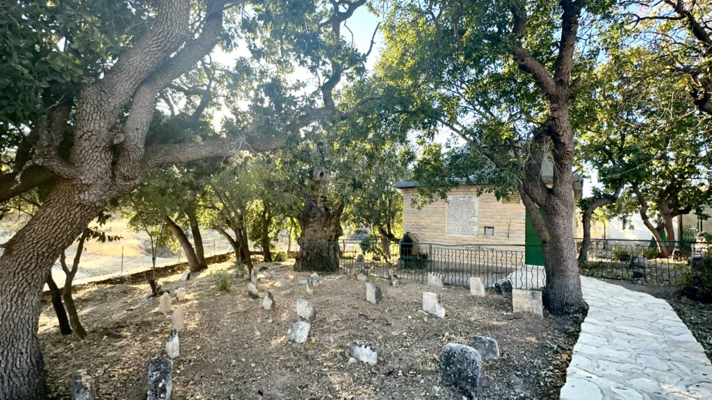 Onar Köyü’nde 700 Yıllık Sakız Ağacı İlgi Görüyor