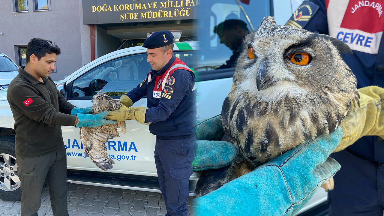 Yaralı Puhu Kuşu tedavi altına alındı