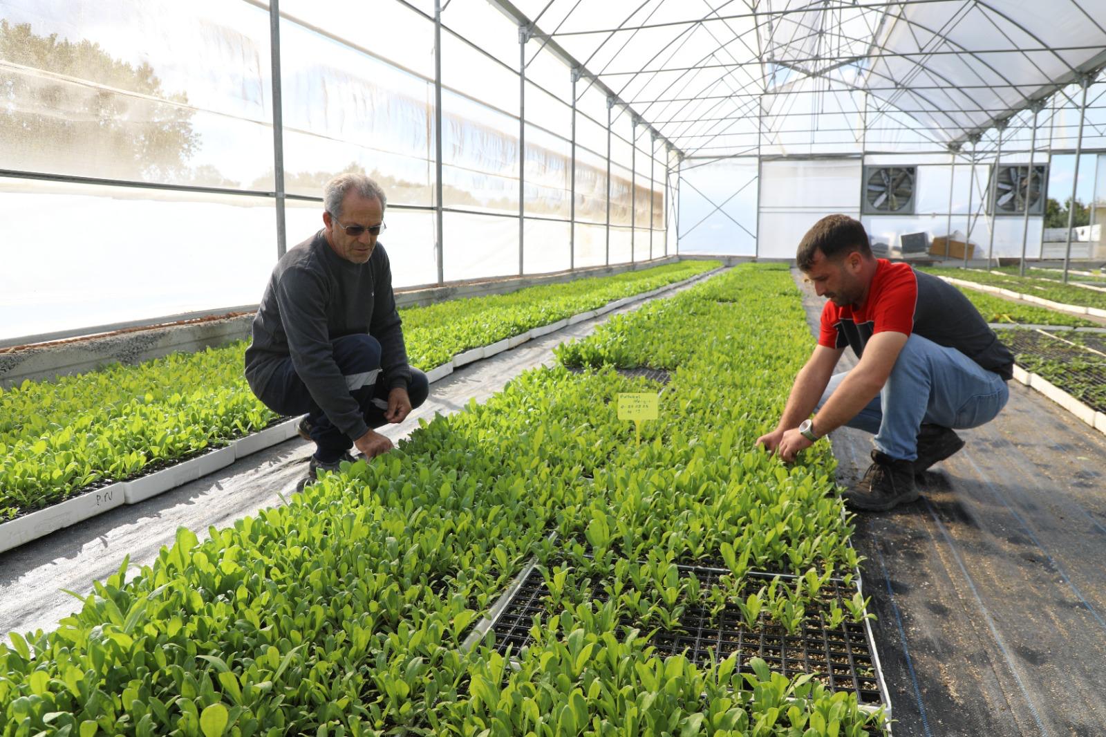 Kendi kendine yeten şehir: Ordu