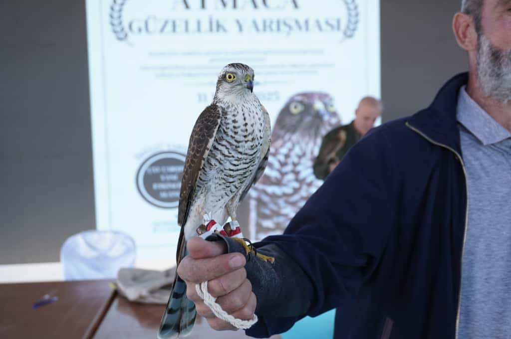 Atmaca güzellik yarışması