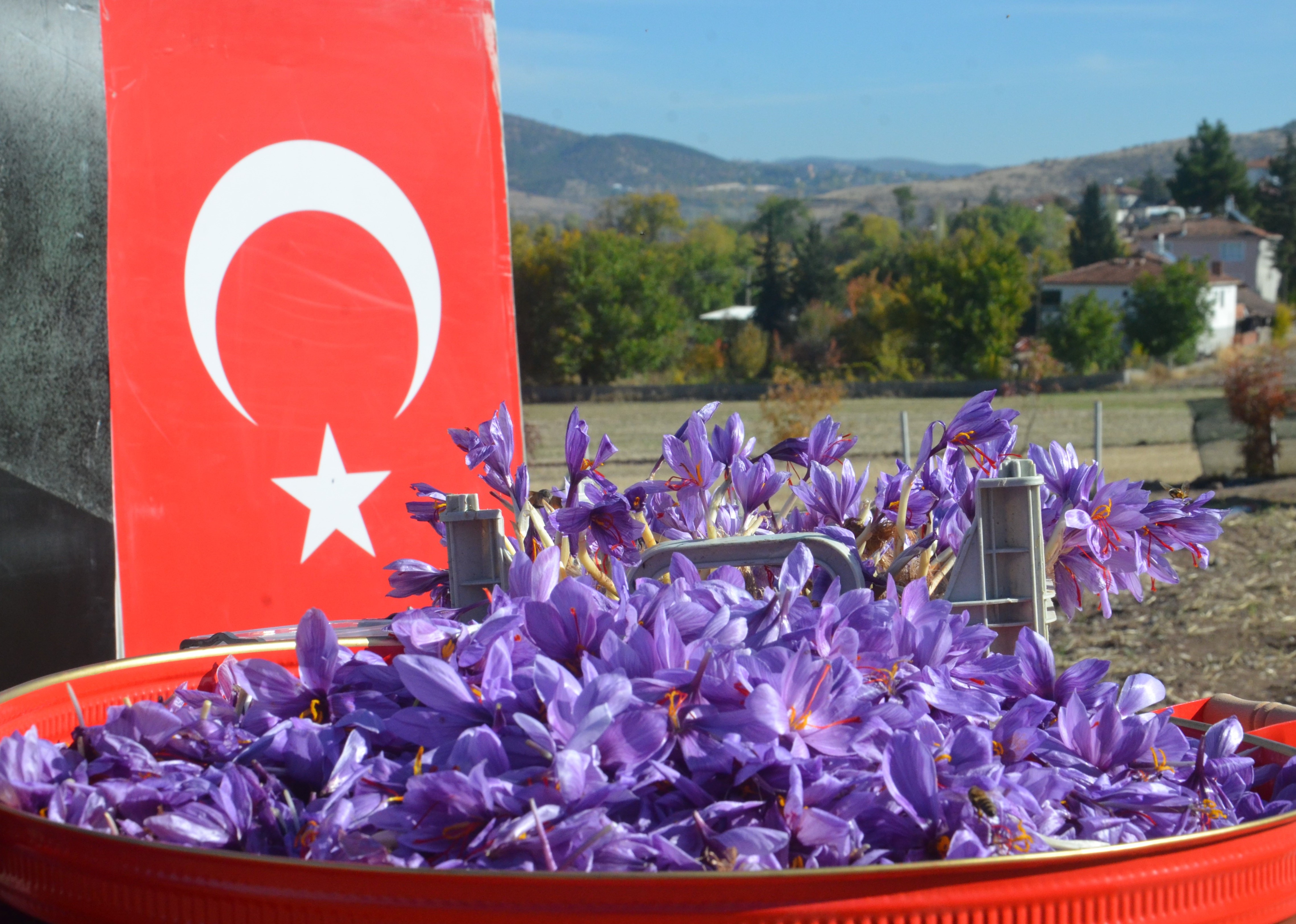 Dünyanın en pahalı bitkisi safran, Amasya’da hasat edildi