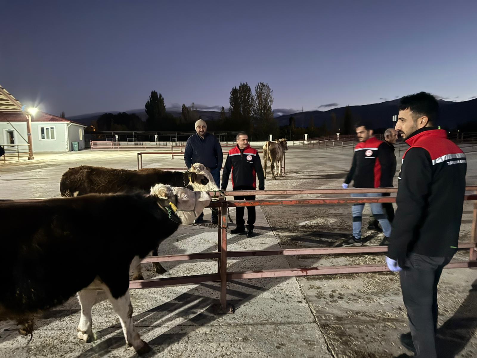 Erzincan Canlı Hayvan pazarı açıldı