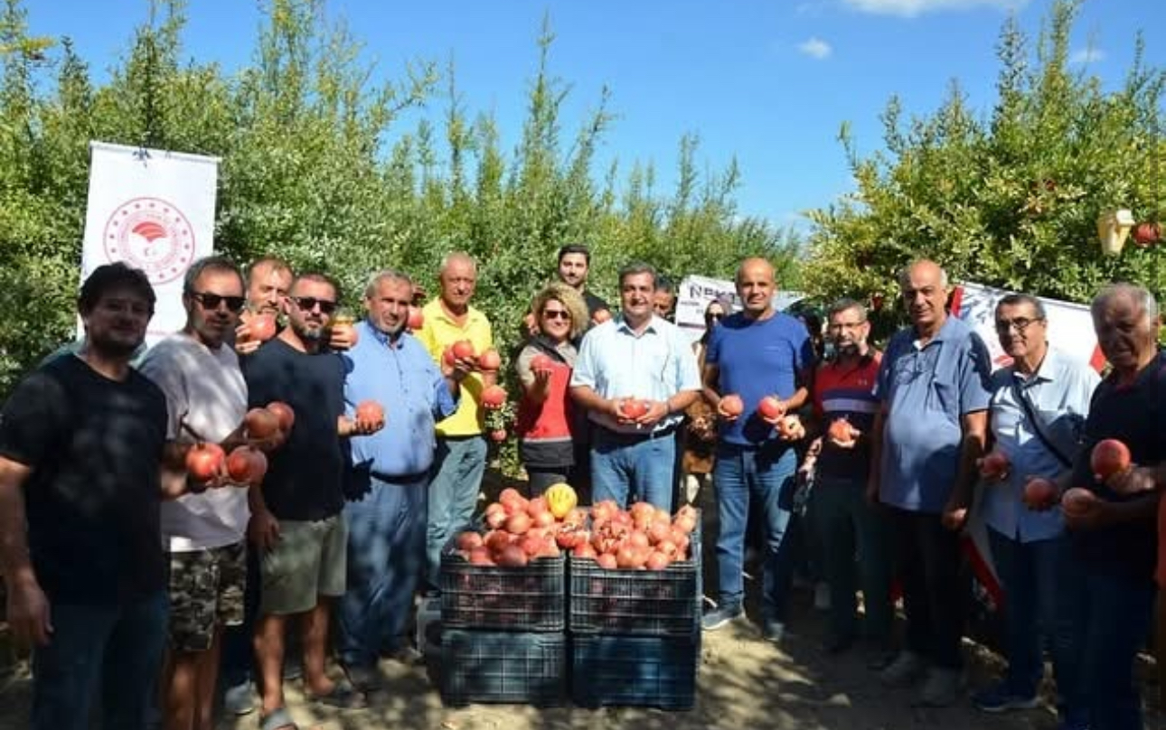 Antalya’da nar hasadı başladı