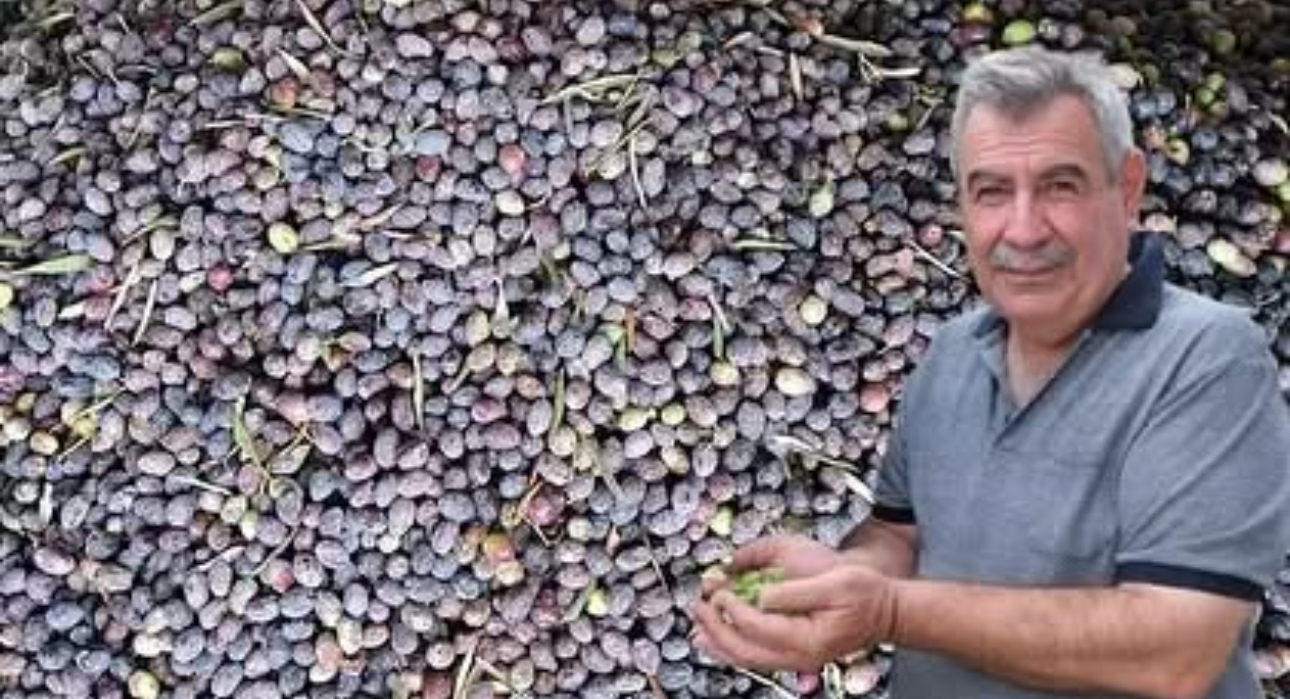 Kuraklık zeytinde rekolteyi düşürdü
