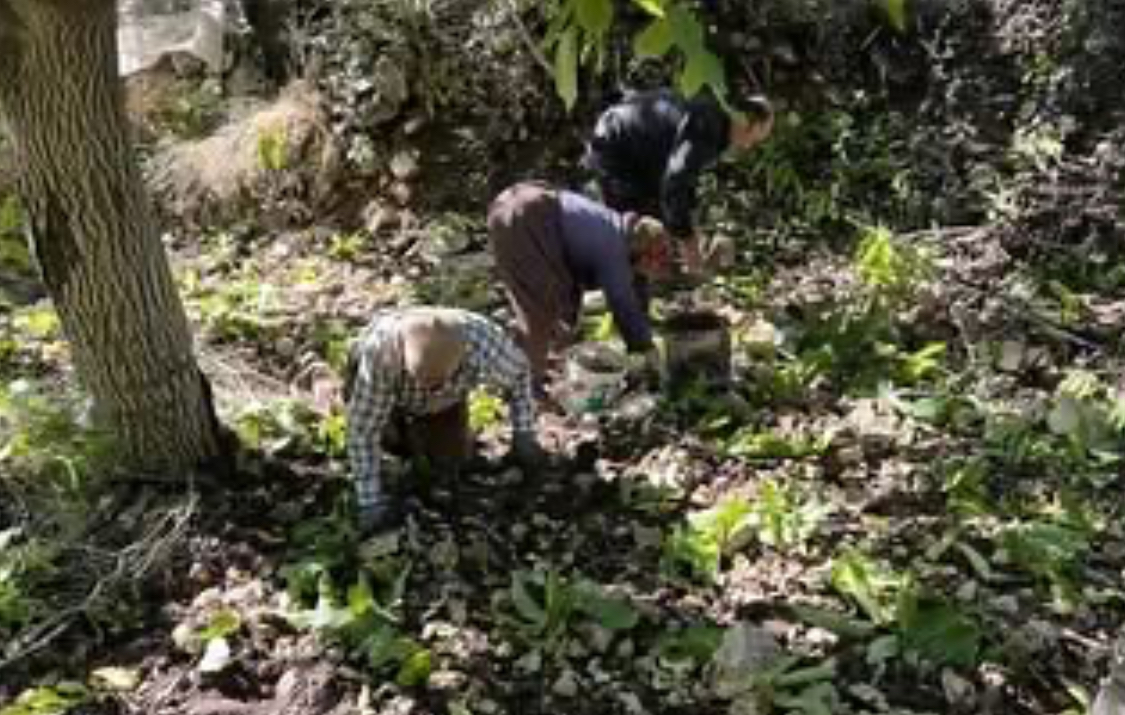 Kaş’ta Sütleğen’de ceviz hasadı başladı