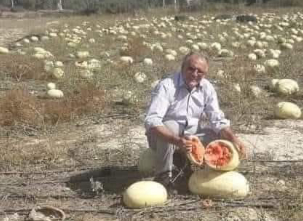 Dağ domuzu yerliyi seçti: Hayvanlar bile ithal tohumu yemiyor