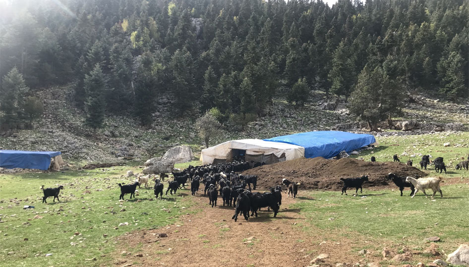 Havalar soğudu, yörüklerin dönüş yolculuğu başladı