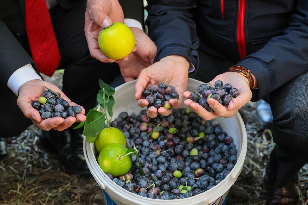 Artvin'de lezzet ödüllü "Butko zeytini" hasadı başladı