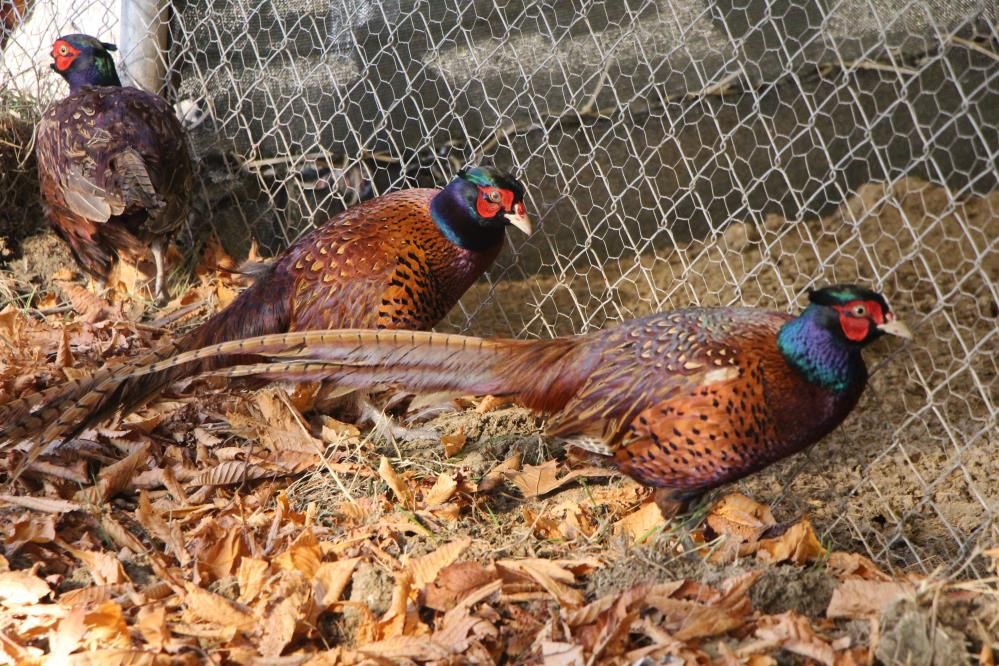 Osmanlı mutfağının gözdesi Sülün, Amasya Üniversitesi’nde üretildi