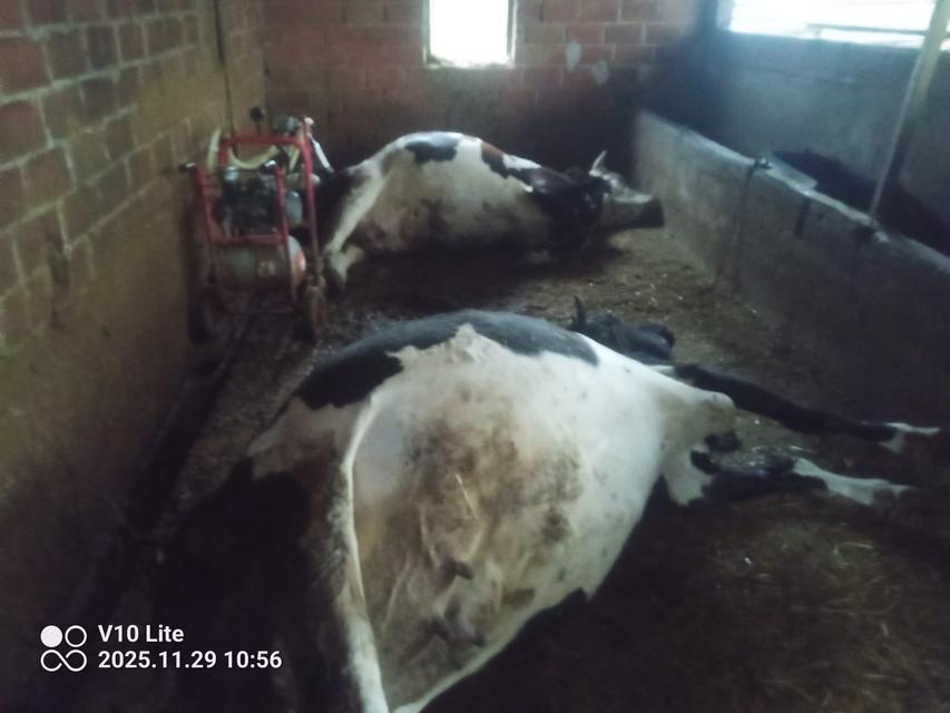 Çine'de yıldırım felaketi; İki büyükbaş hayvan telef oldu