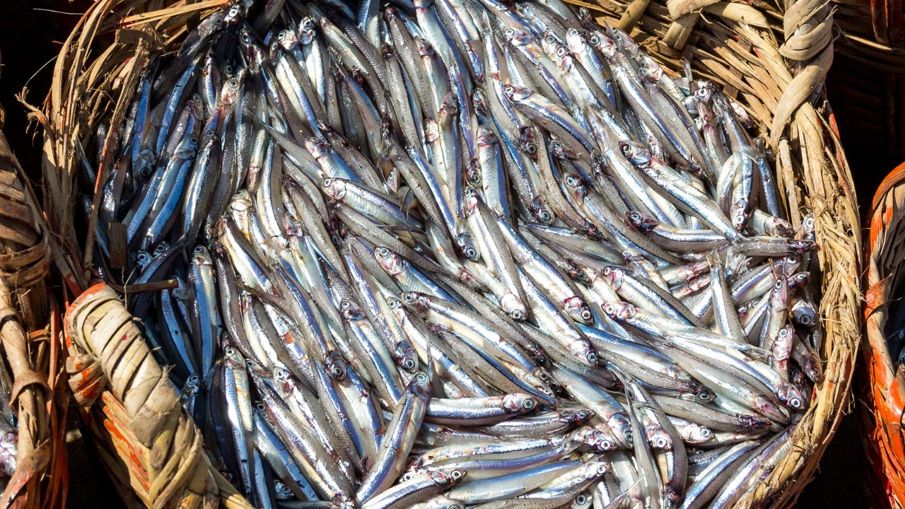 Doğu Karadeniz’den 10 ayda 29 ülkeye su ürünü ihracatı