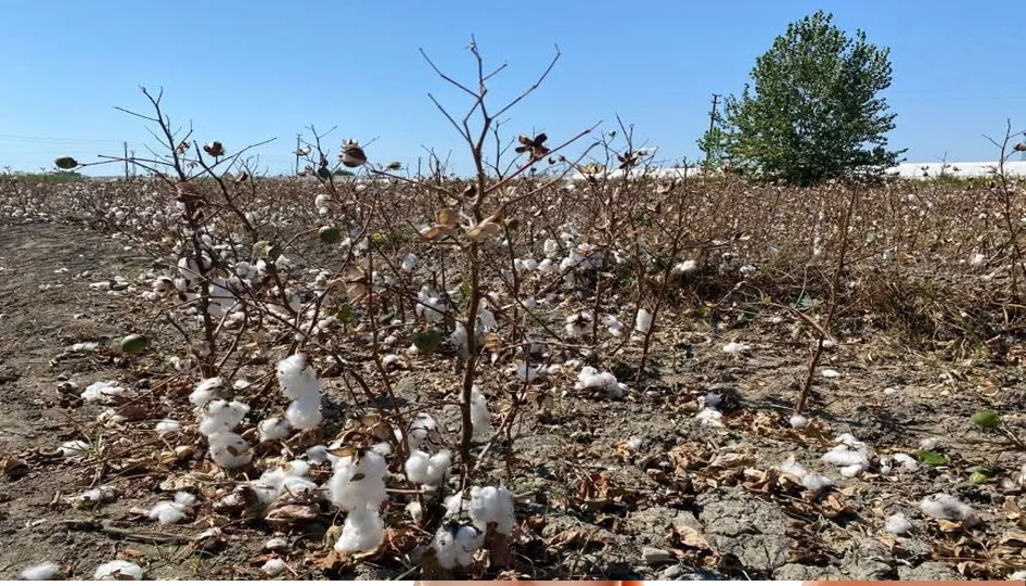 Antalya’da pamuk tarlalarında büyük kayıp