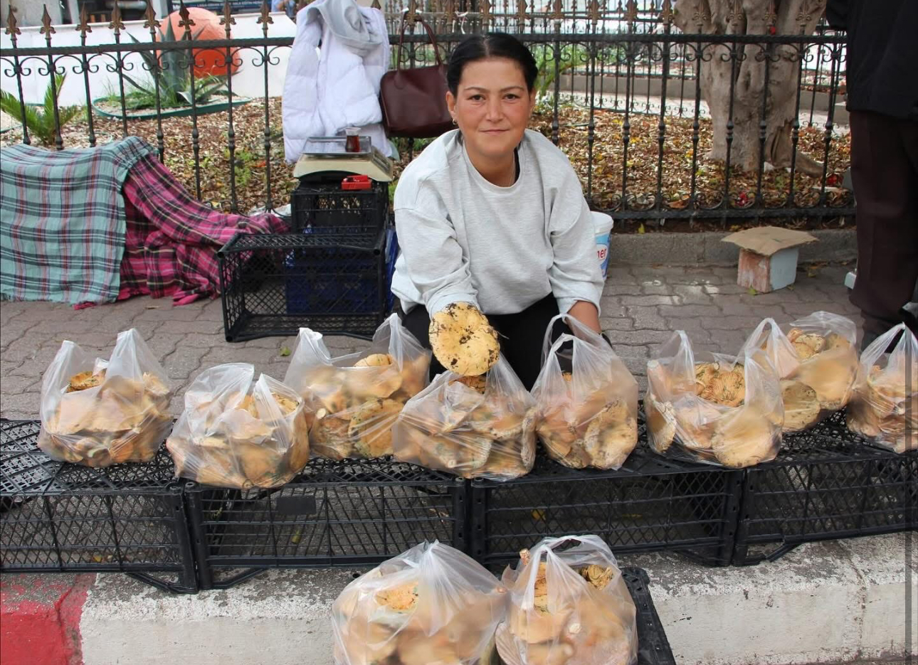 Kumluca’da sonbaharın bereketi: Kanlıca mantarları ekonomiye can veriyor