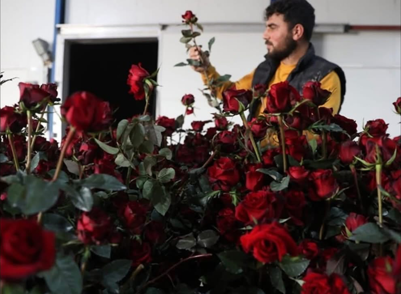 Elmalı Yaylası’nda Gül serasıyla tarımda yeni dönem