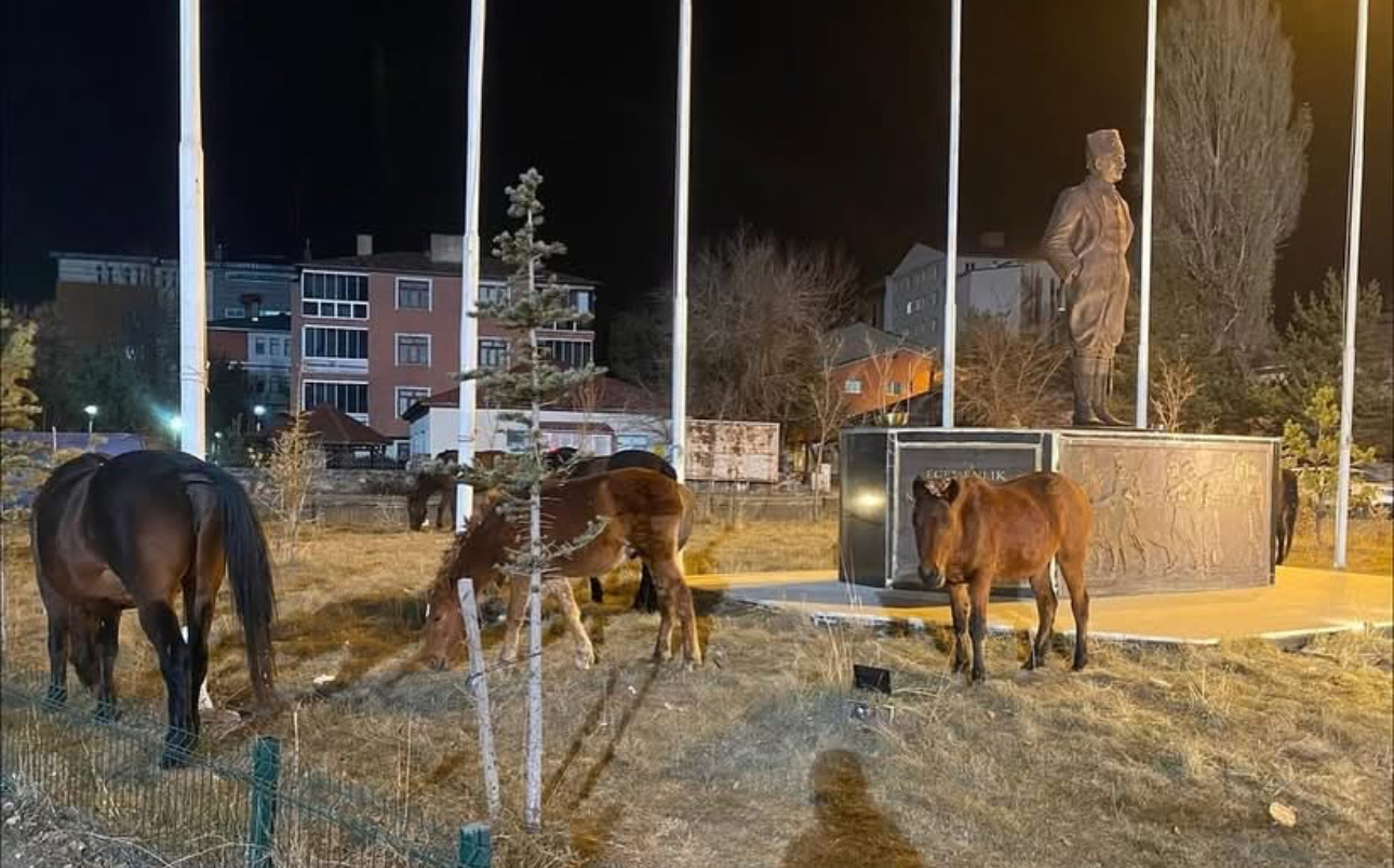 Ardahan’da yılkı atları şehre indi