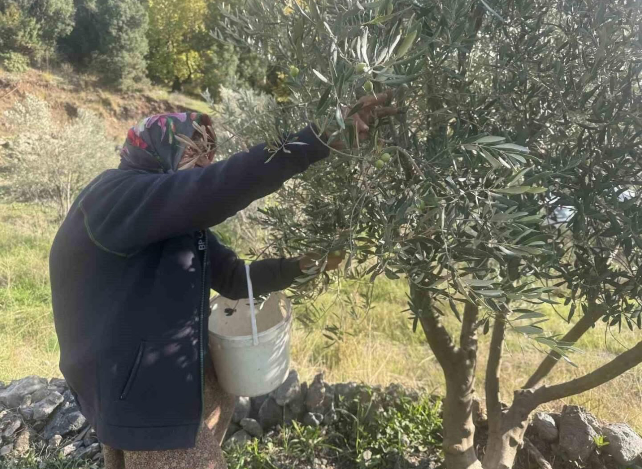 88’lik Emine nine zeytin hasadında rekor kırıyor