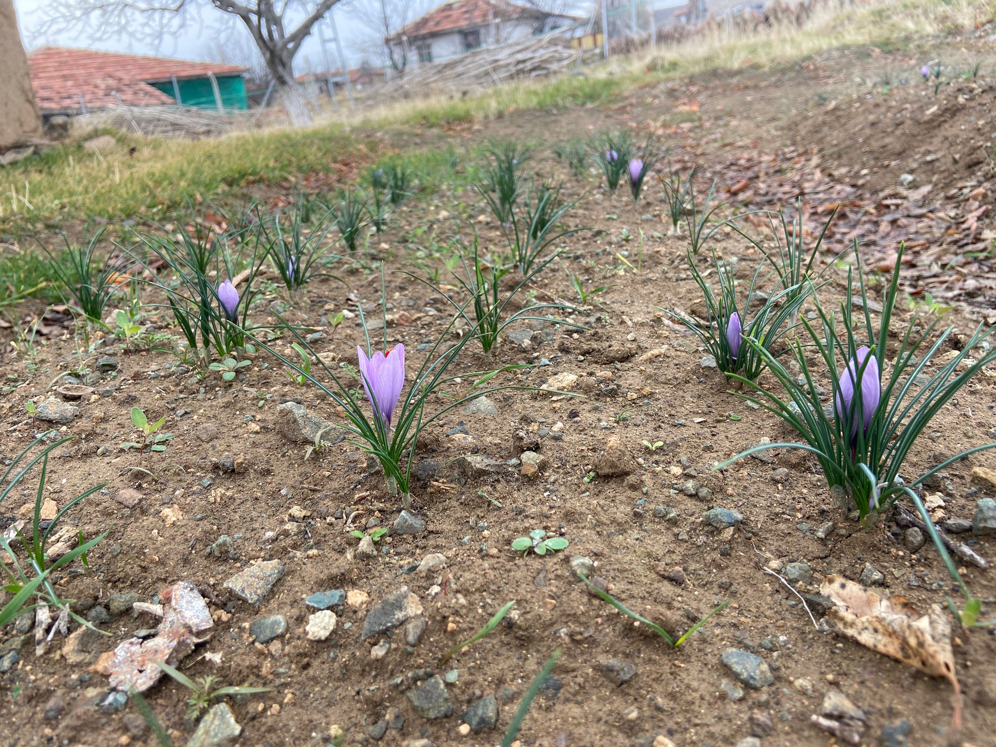 Kralların Baharatı Kırıkkale’de toprakla buluştu