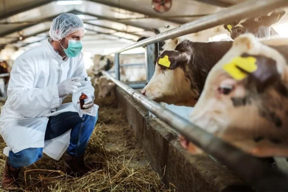 Kuşadası'nda canlı hayvan giriş-çıkışları yasaklandı